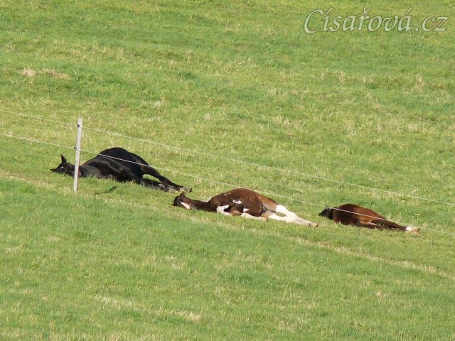 2.5.2011 - Hřebci spí na pastvině, čtyřletý Carthago a jím "adoptovaní" roční hřebečci, všichni v hlubokém spánku