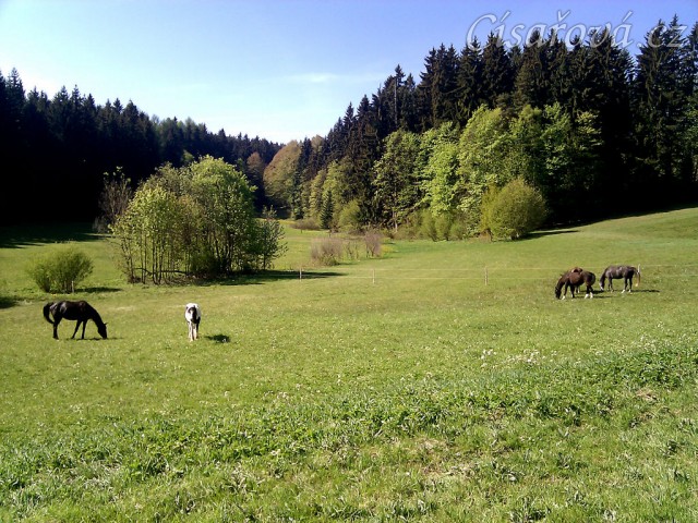 10.5.2011 - Koně si užívají trávu na pastvině u potoka
