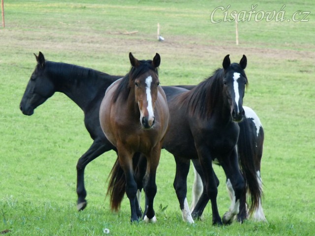 Dvouletá a tříletá kobylka Irish Sport Horse