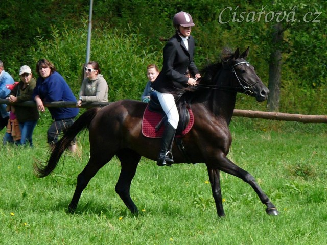 Arwen a opracování před parkurem stupně ZM, Hostouň 23.7.2011