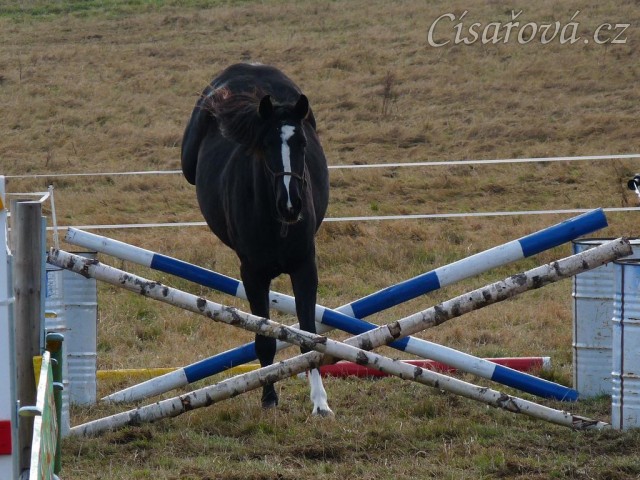 Dvouletá klisna Kroona, Irský sportovní kůň