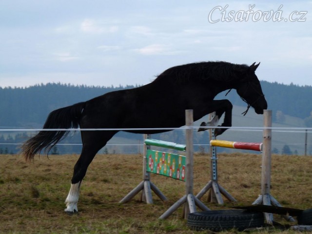 Dvouletá klisna Kroona, Irský sportovní kůň, poprvé skáče metrové skoky