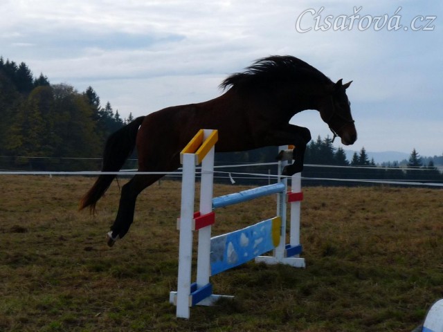 Tříletá klisna Highland, Irský sportovní kůň