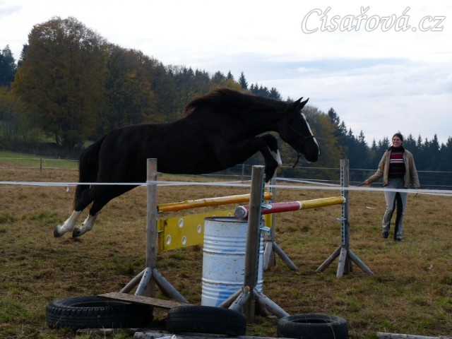 Dvouletá klisna Kroona, Irský sportovní kůň, poprvé skáče metrové skoky, odraz trochu nevyšel:-)
