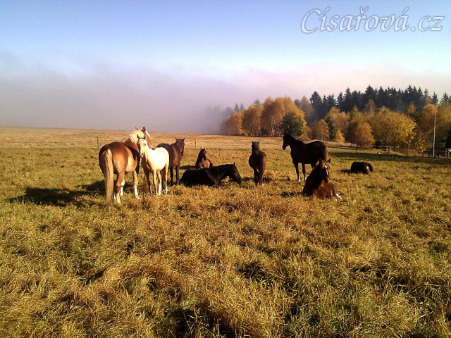 13.11.2011 - Hřebci odpočívají na pastvině, v pozadí mlha stoupající z údolí