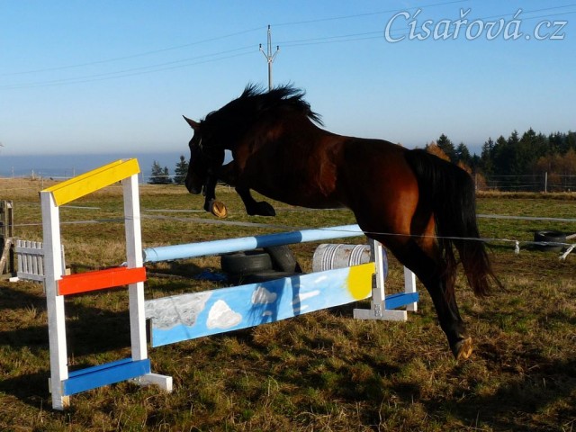 Tříletá klisna Highland, Irský sportovní kůň