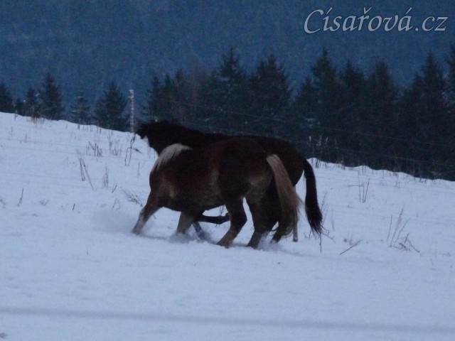 Koně dovádějí při svítání, dvouletý norik Cherokee a roční hannover Ramon. (Kvalita fotek je horší, bylo hodně málo světla, teprve svítalo...)