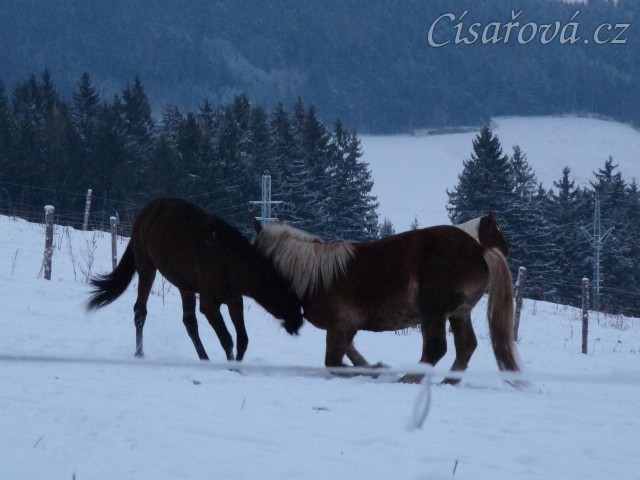 Koně dovádějí při svítání, dvouletý norik Cherokee a roční hannover Ramon. (Kvalita fotek je horší, bylo hodně málo světla, teprve svítalo...)