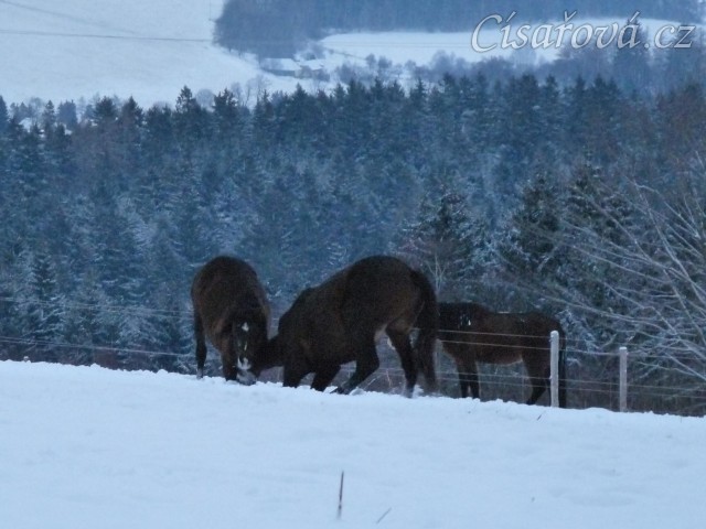 Koně dovádějí při svítání, roční Gimli a Zephyr. (Kvalita fotek je horší, bylo hodně málo světla, teprve svítalo...)