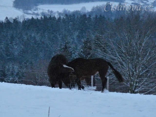 Koně dovádějí při svítání, roční Gimli a Zephyr. (Kvalita fotek je horší, bylo hodně málo světla, teprve svítalo...)
