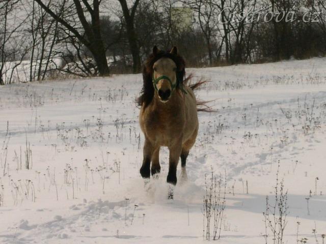 Zimní vyjížďka, běhání na volno(asi nejoblíbenější činnost našich poníků)