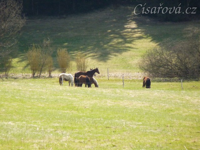 Stádo hřebců na poprvé letos na trávě, samozřejmě bylo veselo:-)