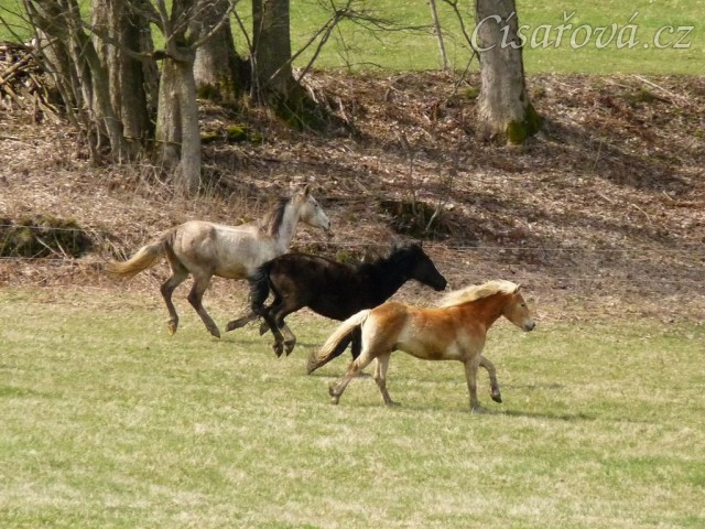 Stádo klisen poprvé letos na trávě, museli se také pořádně proběhnout:-)