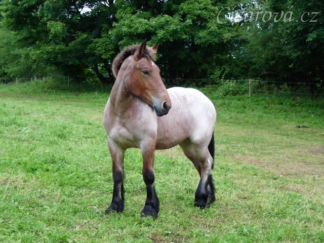 28.8.2012 - Koupili jsme chladnokrevnou kobylku Fionu plemene Ardenský kůň.