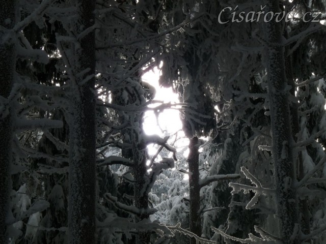 Krása zimního lesa
