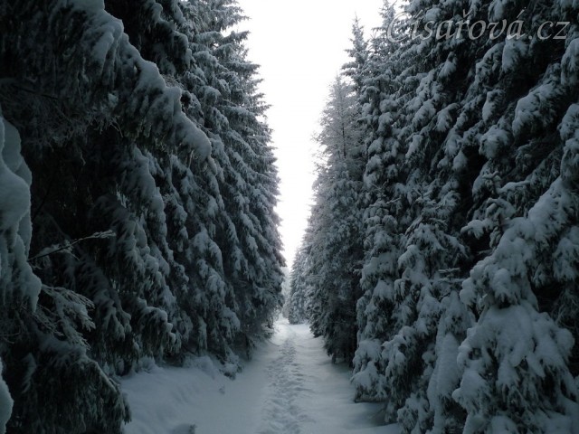 Lesní cesty jsou v zimě ideální na cválání...