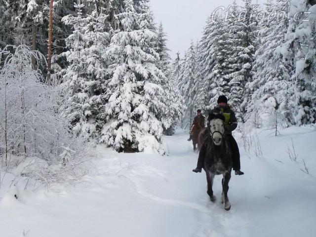 Lesní cesty jsou v zimě ideální na cválání...