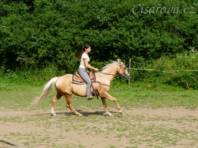 Quarter horse Jacs po třech měsících výcviku při ježdění na jízdárně  - cval
