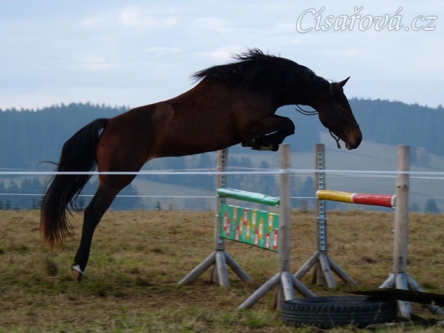 Tříletá klisna Highland Z, Irský sportovní kůň, skákání ve volnosti
