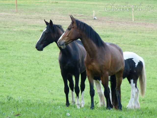 Dvouletá a tříletá kobylka Irish Sport Horse