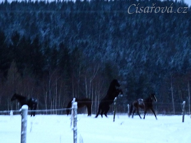 Koně dovádějí při svítání, na fotce dvouletá klisna (nejenom hřebci řádí:-) . (Kvalita fotek je horší, bylo hodně málo světla, teprve svítalo...)