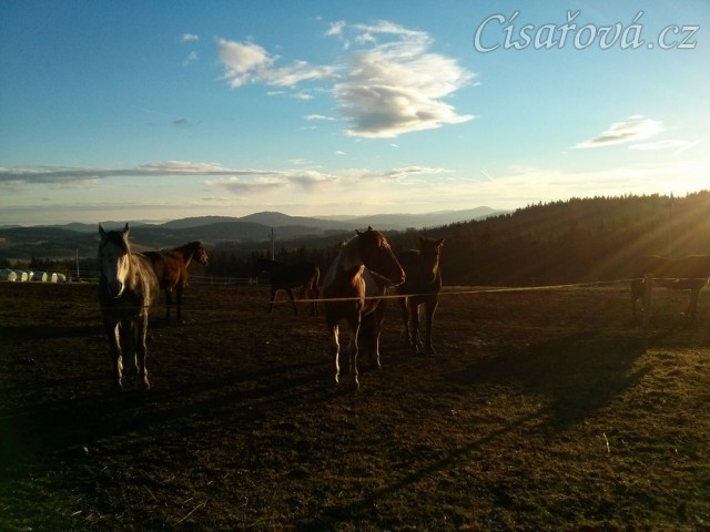 Koně čekají na krmení