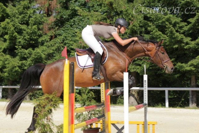 Ascara, KMK čtyřletých koní ve skocích (Z), Mariánské Lázně18.6.2014