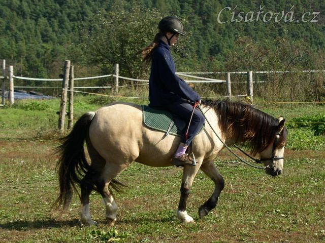 Radka a galen: uvolňování koně v klusu na dlouhé otěži